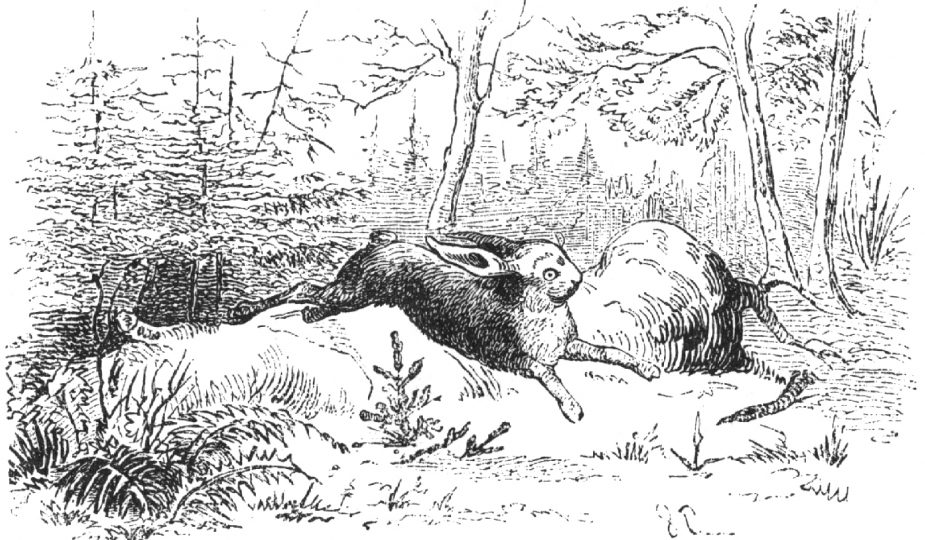 Tannebaum Szene Wald mit Hase