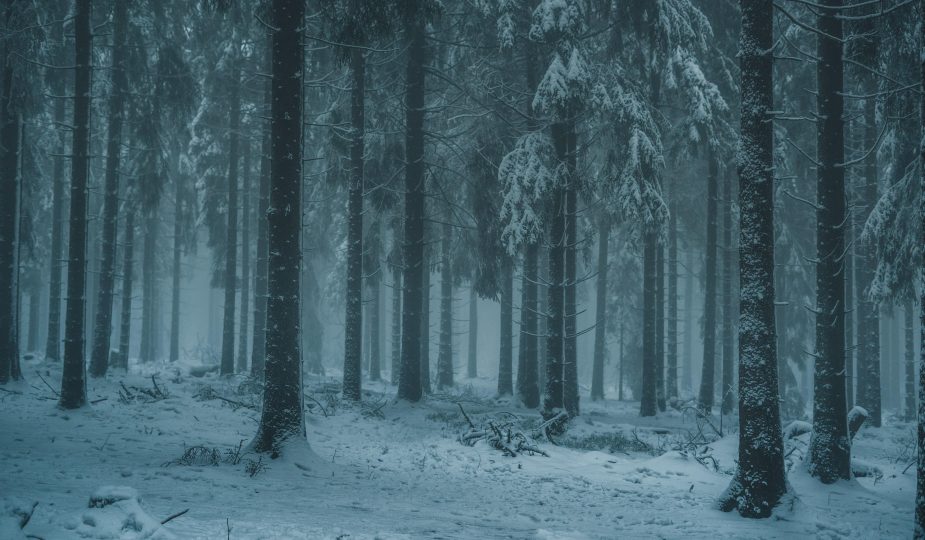 Wintermärchen Winterwald