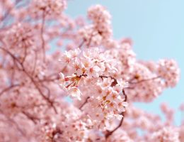 Kirschblüten Märchenpott Folge 92