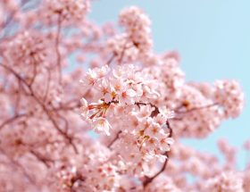 Kirschblüten Märchenpott Folge 92