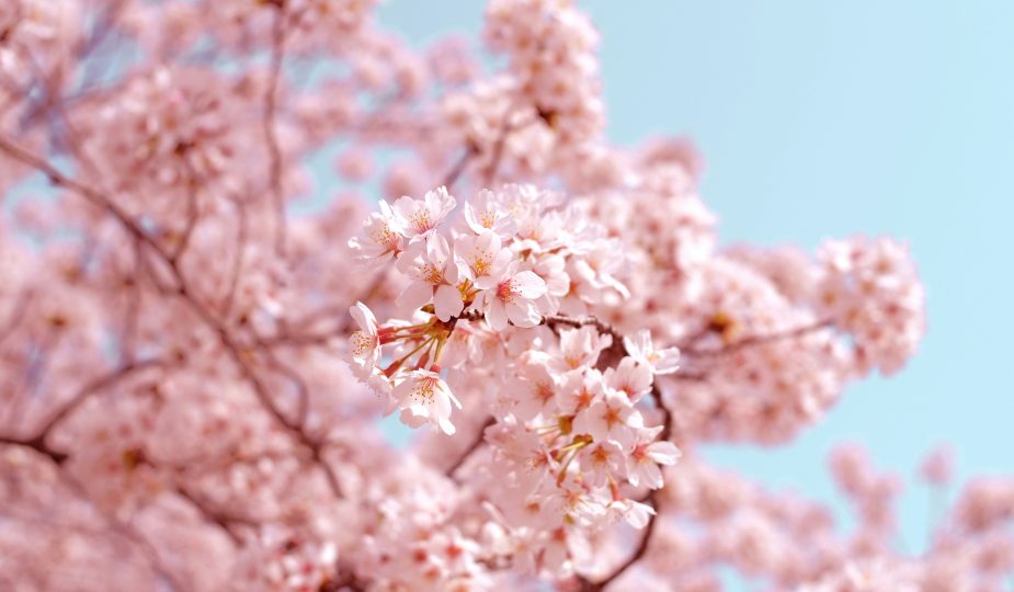 Kirschblüten Märchenpott Folge 92