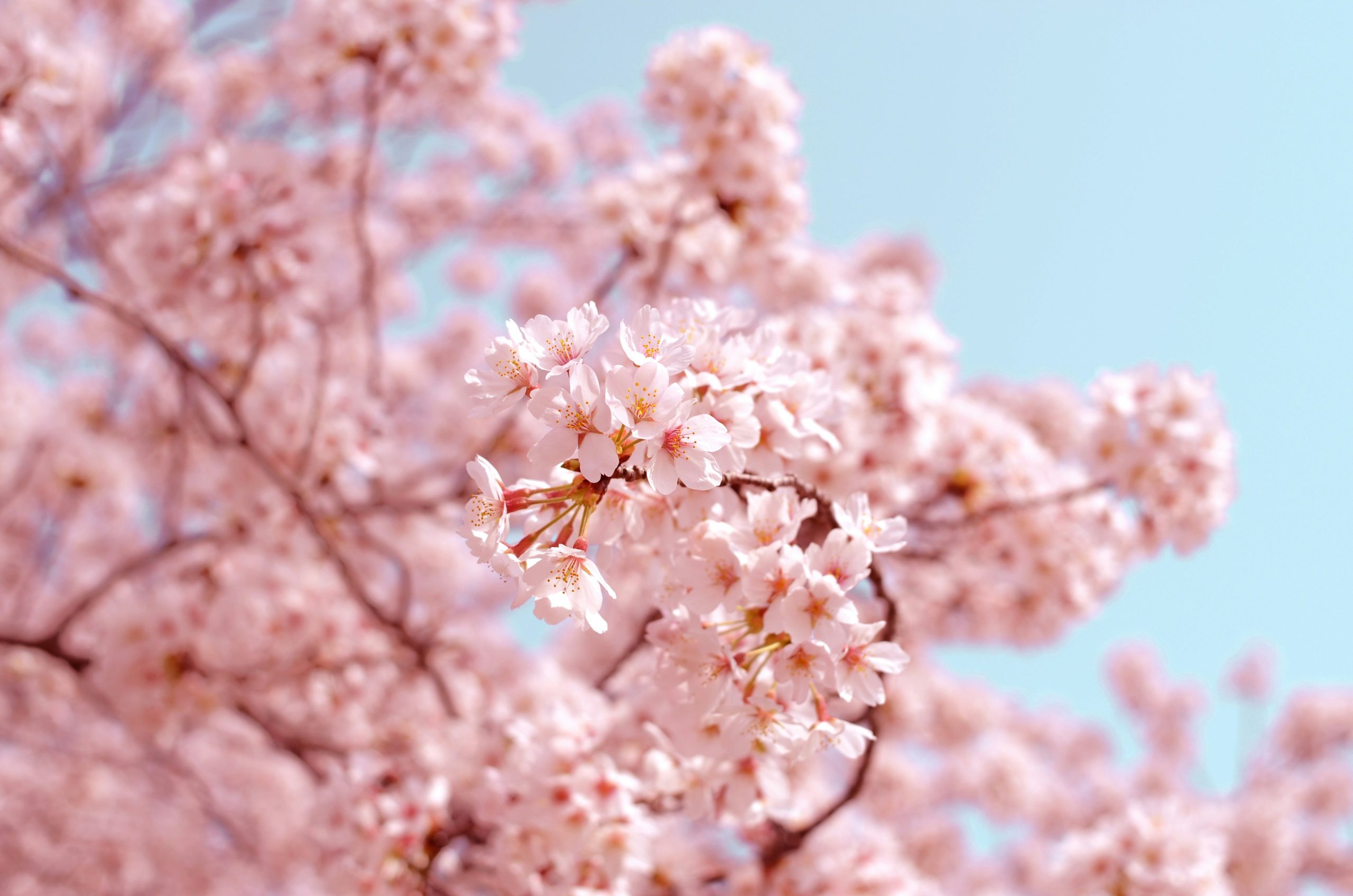 Kirschblüten Märchenpott Folge 92