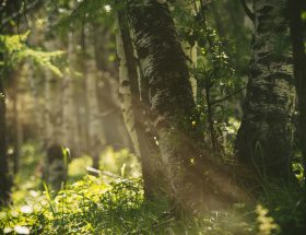 Das Sonnenelfchen Sonnestrahl im Wald