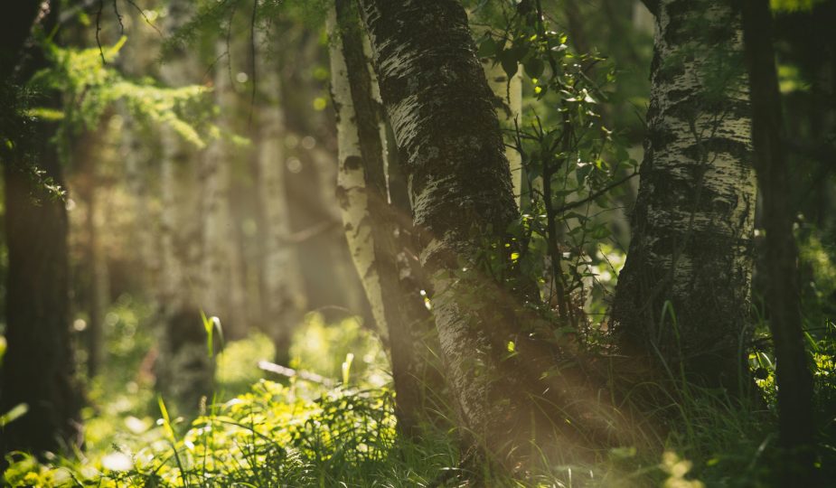 Das Sonnenelfchen Sonnestrahl im Wald