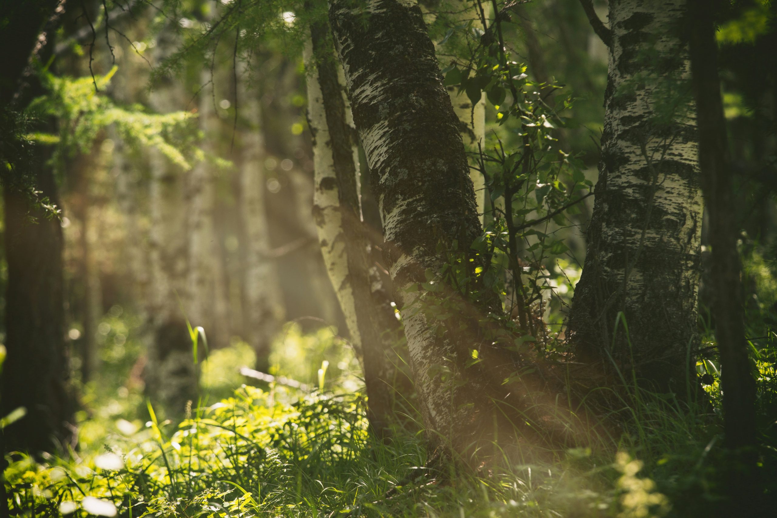 Das Sonnenelfchen Sonnestrahl im Wald