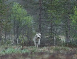Der Wolf im Märchen Wolf im Wald