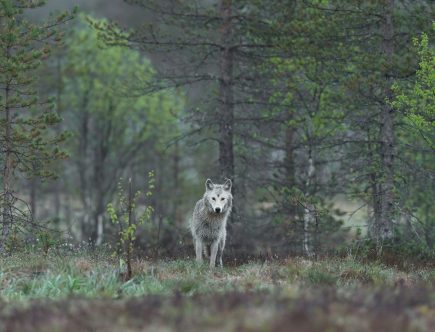Der Wolf im Märchen Wolf im Wald