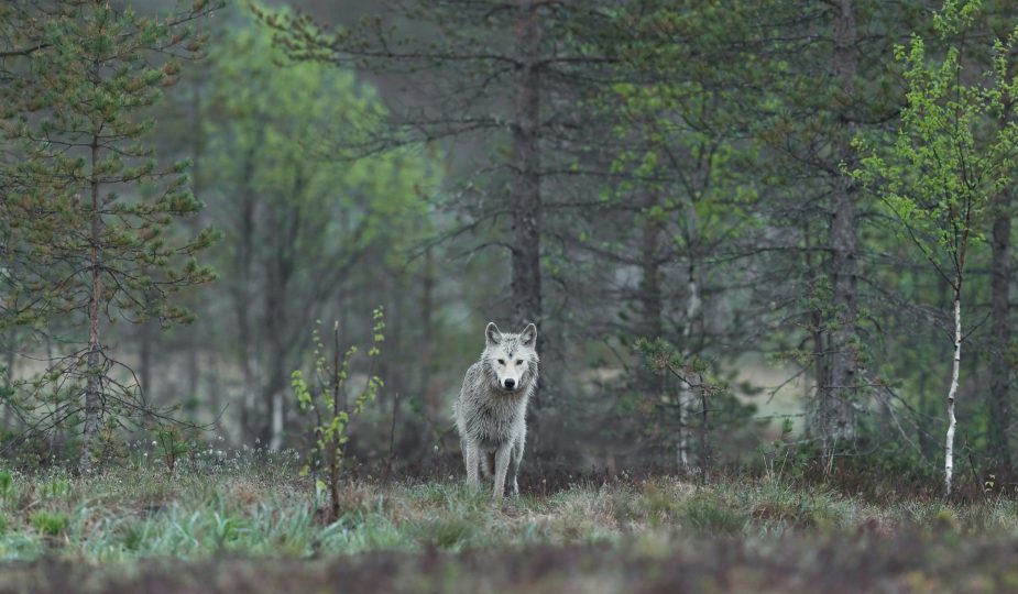 Der Wolf im Märchen Wolf im Wald