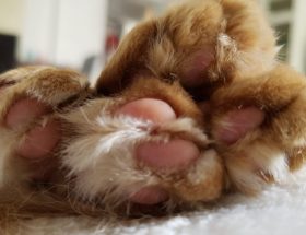 Katzen im Märchen Katzenpfoten