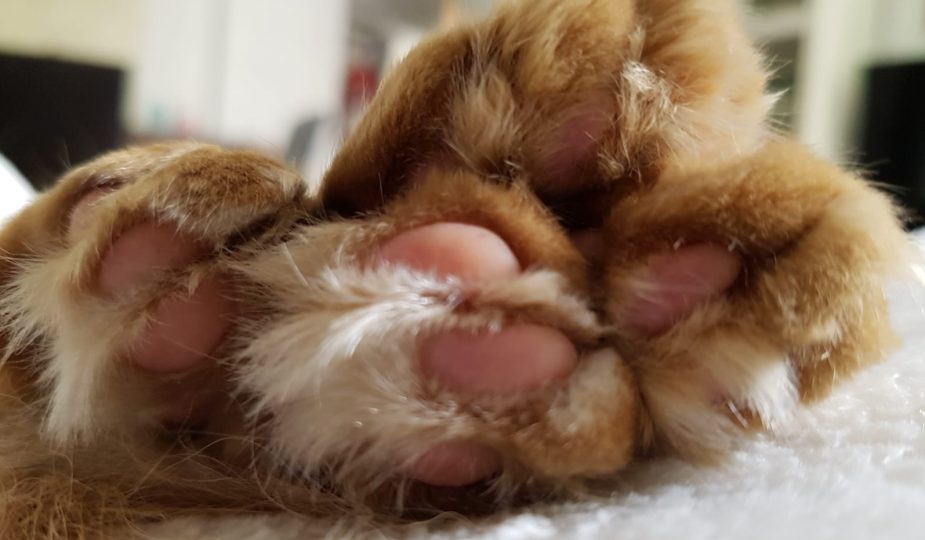 Katzen im Märchen Katzenpfoten