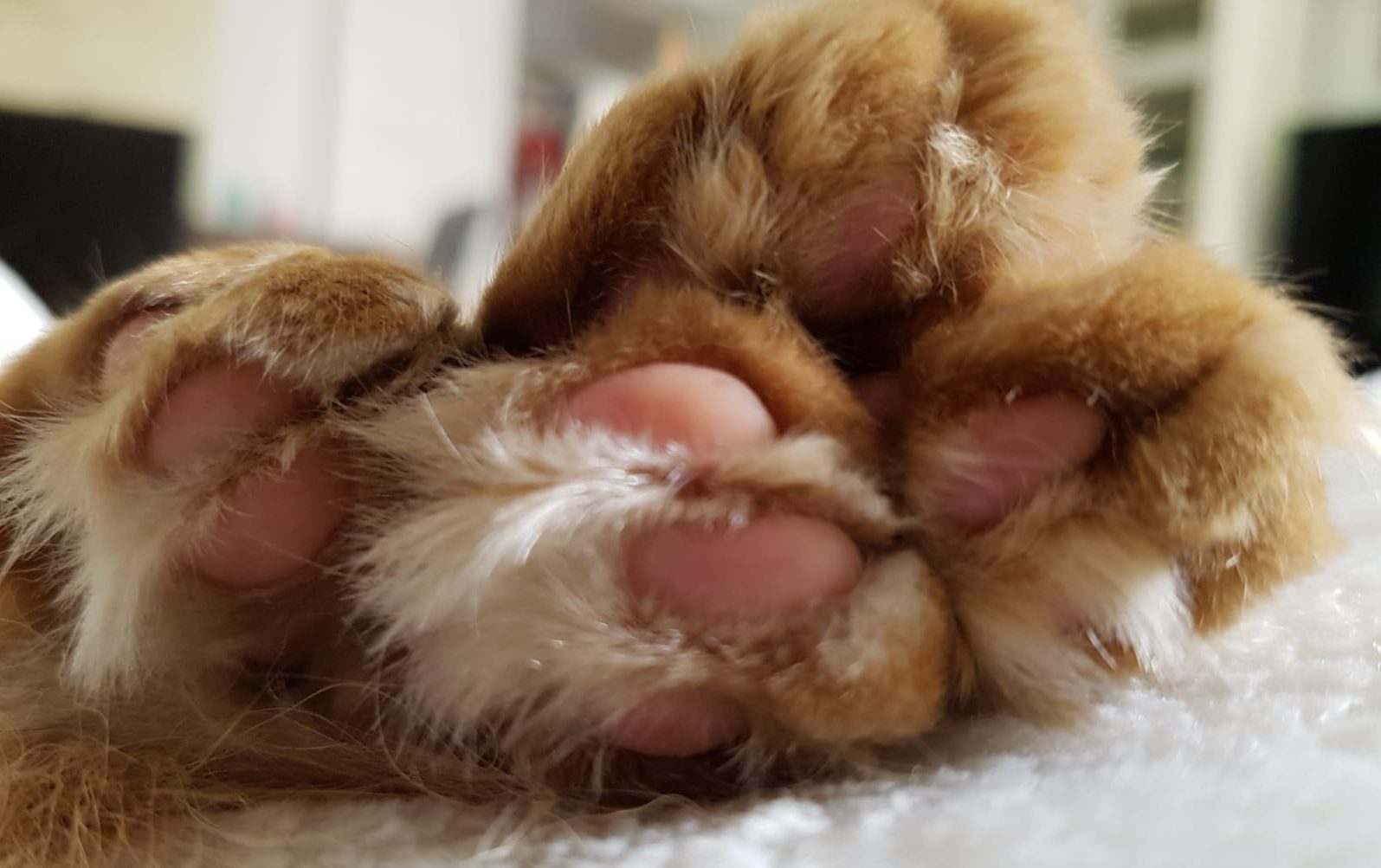 Katzen im Märchen Katzenpfoten